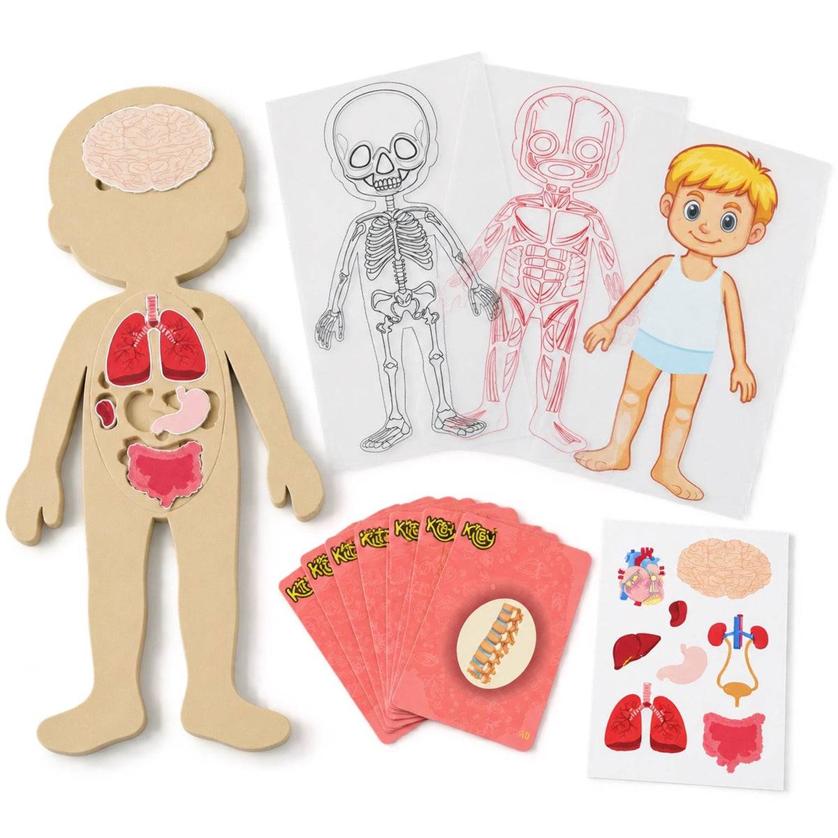 Anatomy puzzle design view