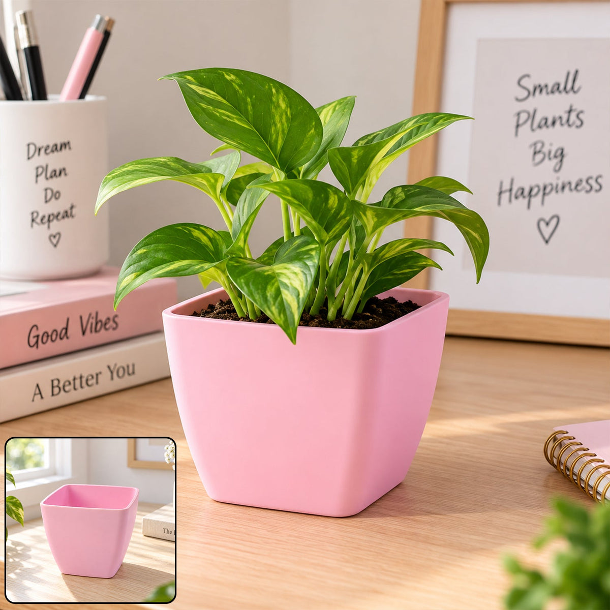 Decorative square plastic flower pot shown with a display plant